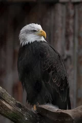 Foto op Plexiglas Close-up portrait of a Bald Eagle or American Eagle (Haliaeetus Leucocephalus) at the Zoo. © Aimur