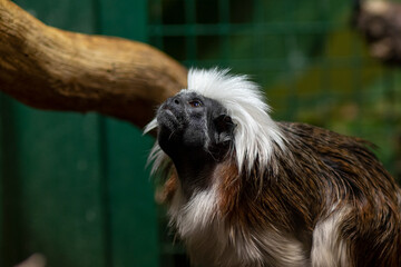 Close up portrait of the cotton-top tamarin (Saguinus Oedipus). The cotton-top tamarin is a small...