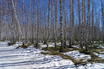 snow in a birch grove