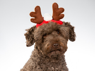 Cute Christmas dogs with costume. Australian Labradoodle dog wearing xmas outfit. Funny dog concept image. Image taken in a studio with white background. - 473847588