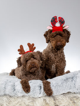 Cute Christmas dogs with costume. Australian Labradoodle dog wearing xmas outfit. Funny dog concept image. Image taken in a studio with white background.