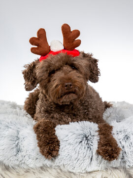 Cute Christmas dogs with costume. Australian Labradoodle dog wearing xmas outfit. Funny dog concept image. Image taken in a studio with white background.
