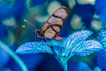 Naklejka na ściany i meble Macro shots, Beautiful nature scene. Closeup beautiful butterfly sitting on the flower in a summer garden.