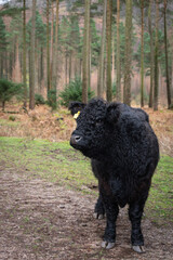 Black Galloway cow in the forest