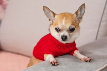 A bored, well-dressed dog lies next to a notebook that says "I love you." On Valentine's Day, a pet in a red sweater misses his beloved.	