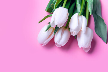 white and white tulips on pink background and copy space...