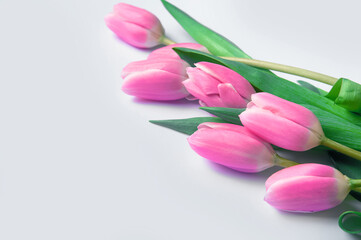 Pink tulips on white background and copy space.