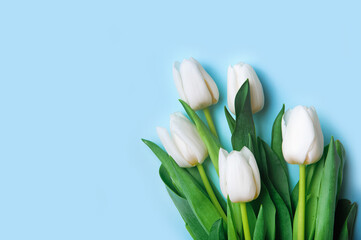 white tulips on blue background close up and copy space.