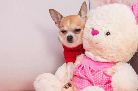A bored, well-dressed dog lies next to a notebook that says "I love you." On Valentine's Day, a pet in a red sweater misses his beloved.	