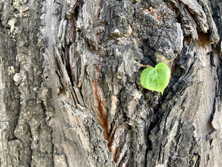 Beautiful closeup of green young leaf tree trunk for wallpaper design. Natural spring background. Bark wood.