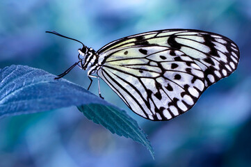 Macro shots, Beautiful nature scene. Closeup beautiful butterfly sitting on the flower in a summer garden.