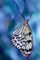 Foto auf Acrylglas Blaue Jeans Makroaufnahmen, schöne Naturszene. Schöner Schmetterling der Nahaufnahme, der auf der Blume in einem Sommergarten sitzt.