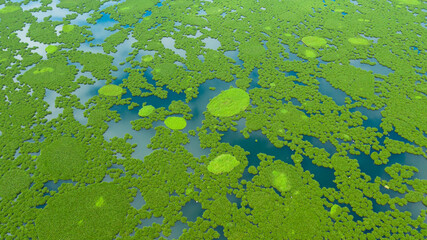 Aerial drone of of Lake Baloi with mangrove green tree forest. Mindanao, Philippines.