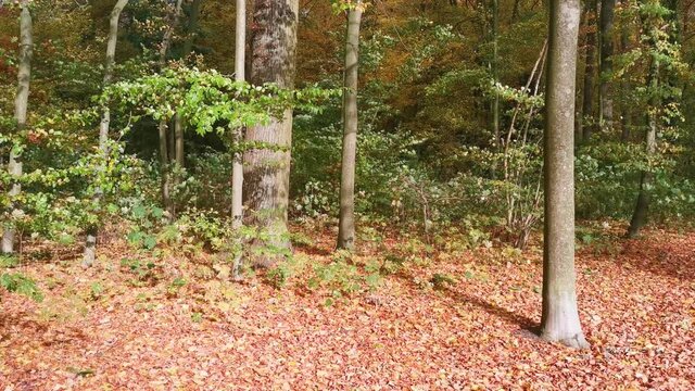 Herbstlaub Blätter liegen im Wald 