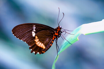 Macro shots, Beautiful nature scene. Closeup beautiful butterfly sitting on the flower in a summer garden.