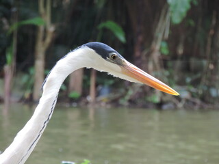 Obraz premium great blue heron