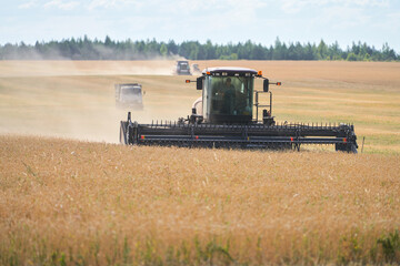 Separate method of harvesting grain. In the foreground is a self-propelled roller harvester, in the background a combine harvester and a truck driving away with grain. Copy space.