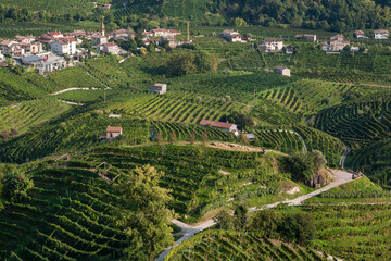 Landscape with villages in wine valley Valdobbiadene, and green grapes for Prosecco wine. Landscape with green terraces in Italy