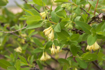 Berry shrub lonicera with light yellow flowers in the shape of bells. Macro photography.