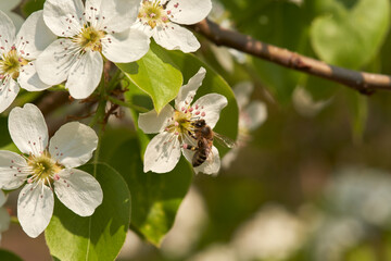  A bee collects nectar from a white pear flower. Macro photography.