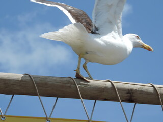 SEAGULL PARADE