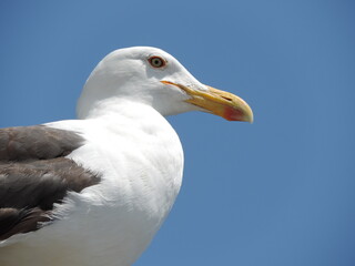 close up of a seagull
