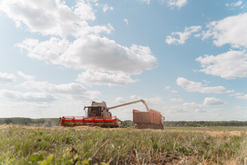 Fototapeta premium Unloading grains into truck by unloading auger. Wheat harvesting on field in summer season. Process of gathering crop by agricultural machinery