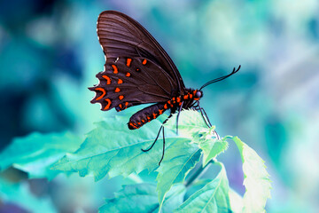 Macro shots, Beautiful nature scene. Closeup beautiful butterfly sitting on the flower in a summer garden.