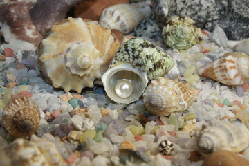 white pink pearls in a shell and stones of different breeds and shapes