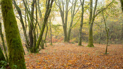 Obraz premium bosque con niebla