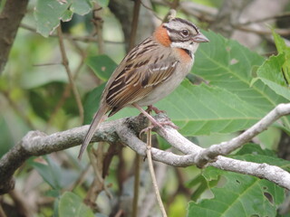bird