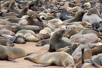 Group of sea lions on the namibian coast. Cape Cross, Namibia