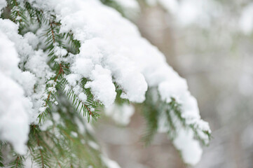 Evergreen Christmas tree pine branches covered with snow
