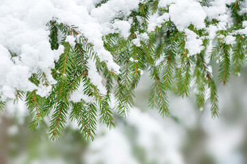 Winter season outdoors. Evergreen Christmas tree pine branches covered with snow, horizontal, copy space