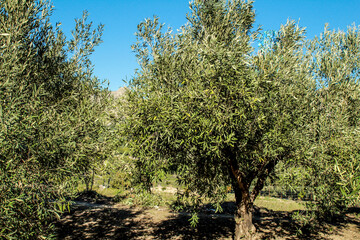 Beautiful Olive plantation in Benimantell, Spain