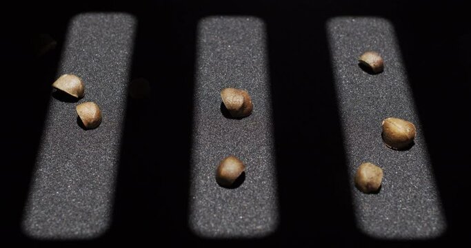 Timelapse of Mexican jumping beans moving out of sunbeams.