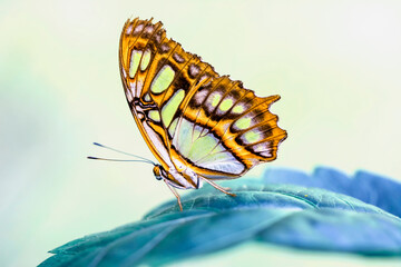Macro shots, Beautiful nature scene. Closeup beautiful butterfly sitting on the flower in a summer garden.
