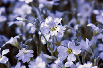 Fototapeta na wymiar tiny white flowers in the garden