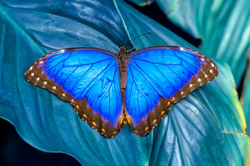 Macro shots, Beautiful nature scene. Closeup beautiful butterfly sitting on the flower in a summer garden.