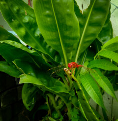 ladybug on green leaf, red dragonfly sitting in branch of plant growing in the garden, nature photography 