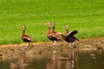 Black-bellied whistling ducks at Rocky Hill Meadows in Connecticut.