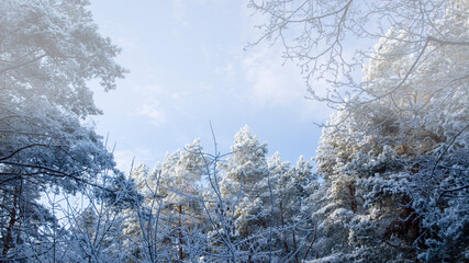 Snow covered trees on a frosty morning in the park