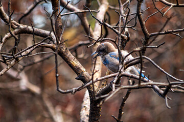 Florida scrub jay perched on a branch