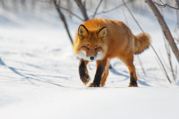 Naklejka na ściany i meble A red fox steals cautiously through the snow. Wild fox (Vulpes vulpes) in its natural habitat in the tundra in the Arctic. A predatory animal. Wildlife of Chukotka and Siberia. The Far North of Russia