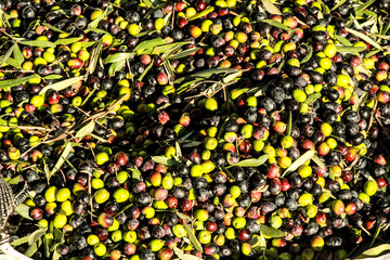 Harvested Olives in Alicante plantation