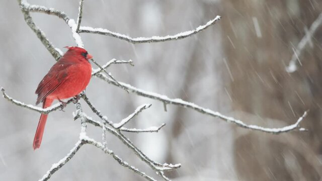 Cardinal on Branch in Winter