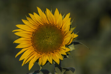 Sunflower bloom in summer and autumn morning on green field