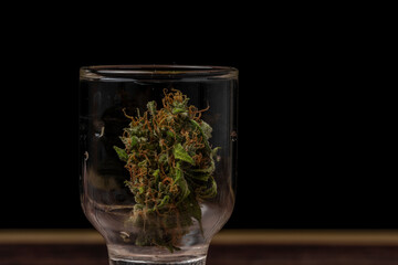 Dry Critical hog variety of marijuana green bloom in transparent glass box