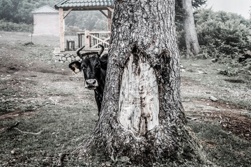 Cow hiding behind the tree in a foggy forest