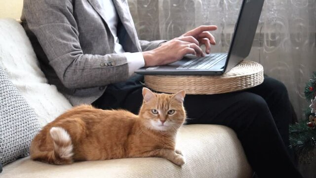 A man freelancer working on a laptop at home during a Covid-19 pandemic with a red cat on the couch.